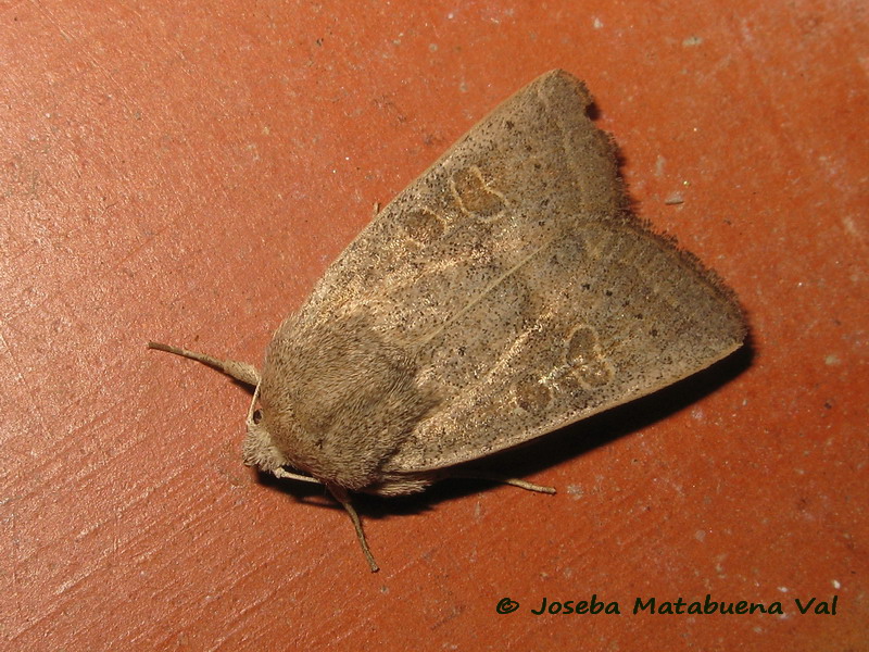 Noctuidae della fine settimana scorsa